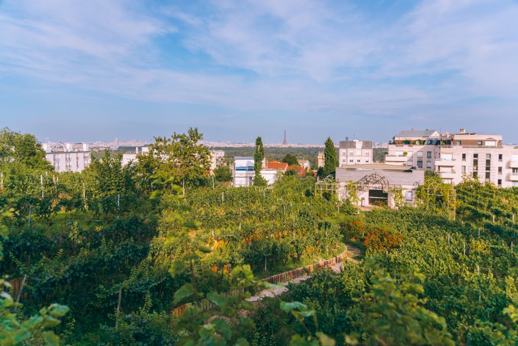 The Suresnes vineyard